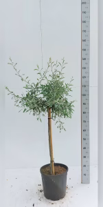 Pyrus salicifolia 'Pendula'