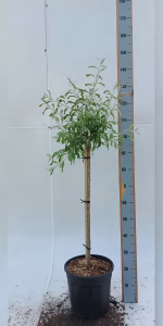 Pyrus salicifolia 'Pendula'
