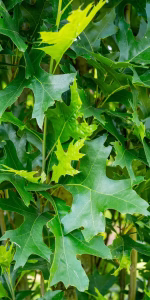 Quercus pal. 'Green Pillar'