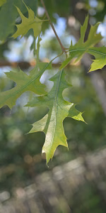 Quercus palustris
