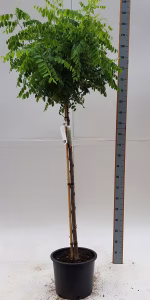 Robinia ps. 'Umbraculifera'