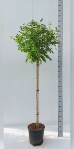 Robinia ps. 'Umbraculifera'