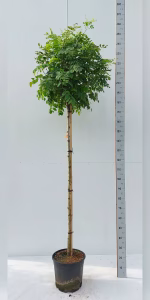 Robinia ps. 'Umbraculifera'