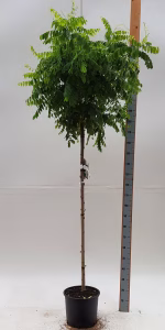 Robinia ps. 'Umbraculifera'