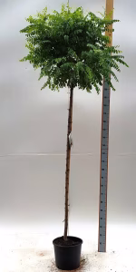 Robinia ps. 'Umbraculifera'