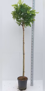 Robinia ps. 'Umbraculifera'