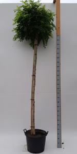 Robinia ps. 'Umbraculifera'