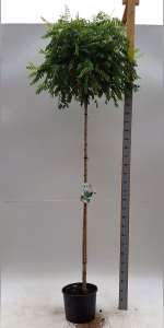 Robinia ps. 'Umbraculifera'