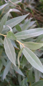 Salix alba 'Sericea'