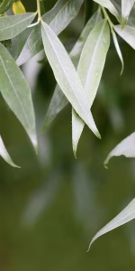 Salix alba