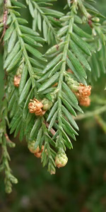 Sequoia sempervirens