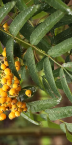 Sorbus arn. 'Schouten'