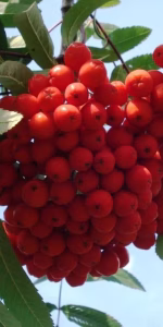 Sorbus auc. 'Edulis'
