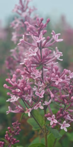 Syringa bloomerang 'Pink Perfume'