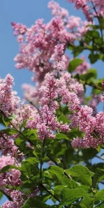 Syringa josikaea