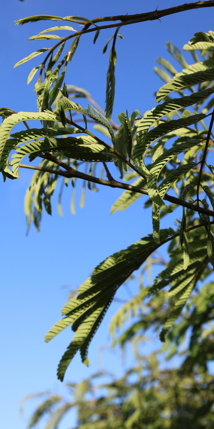 Albizia julibrissin
