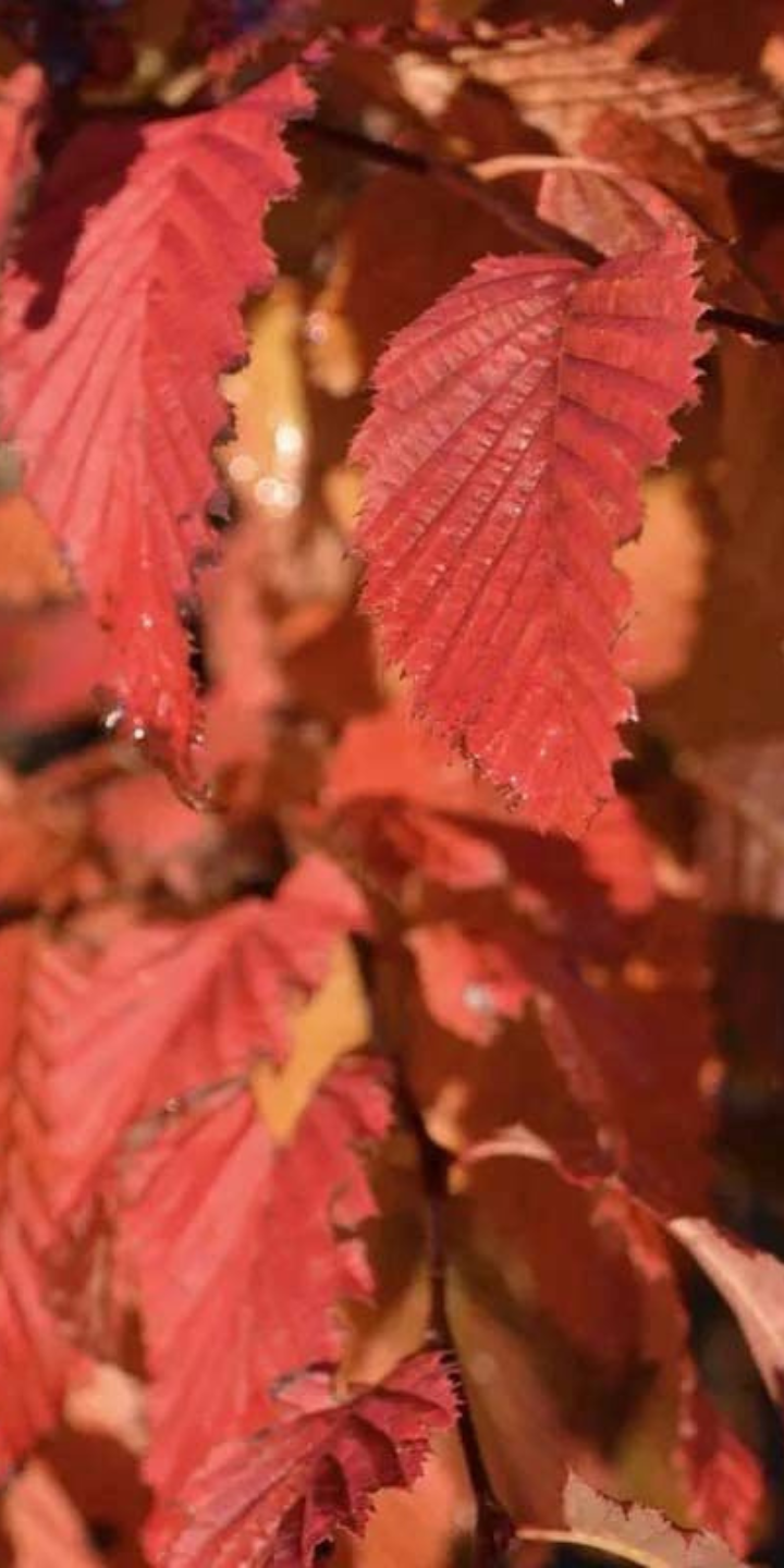 Carpinus bet. ‘Rockhampton Red’