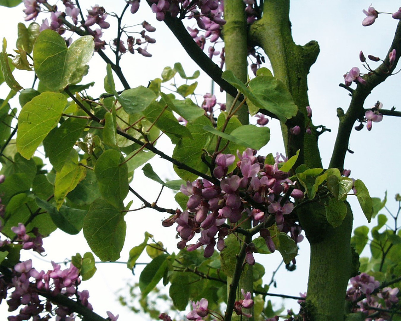 Cercis siliquastrum