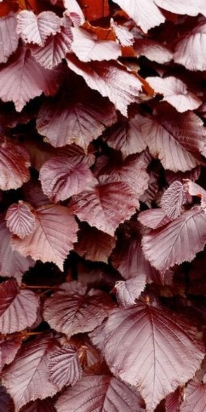 Fagus syl. ‘Atropunicea’