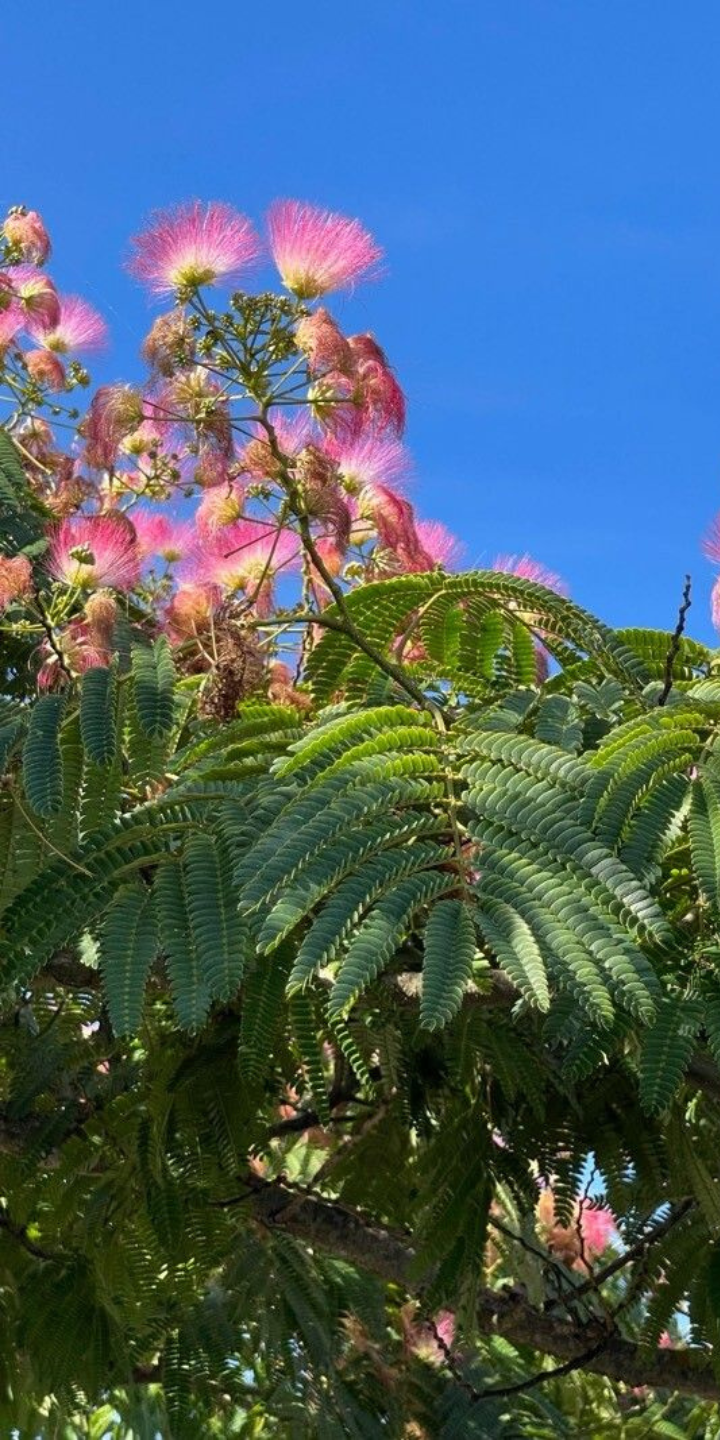 Albizia julibrissin
