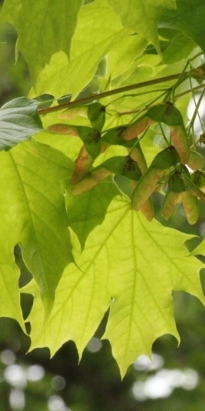 Acer plat. ‘Columnare’