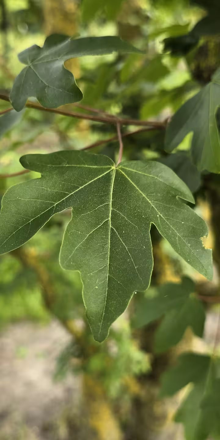 Acer campestre ‘Pasquali select’