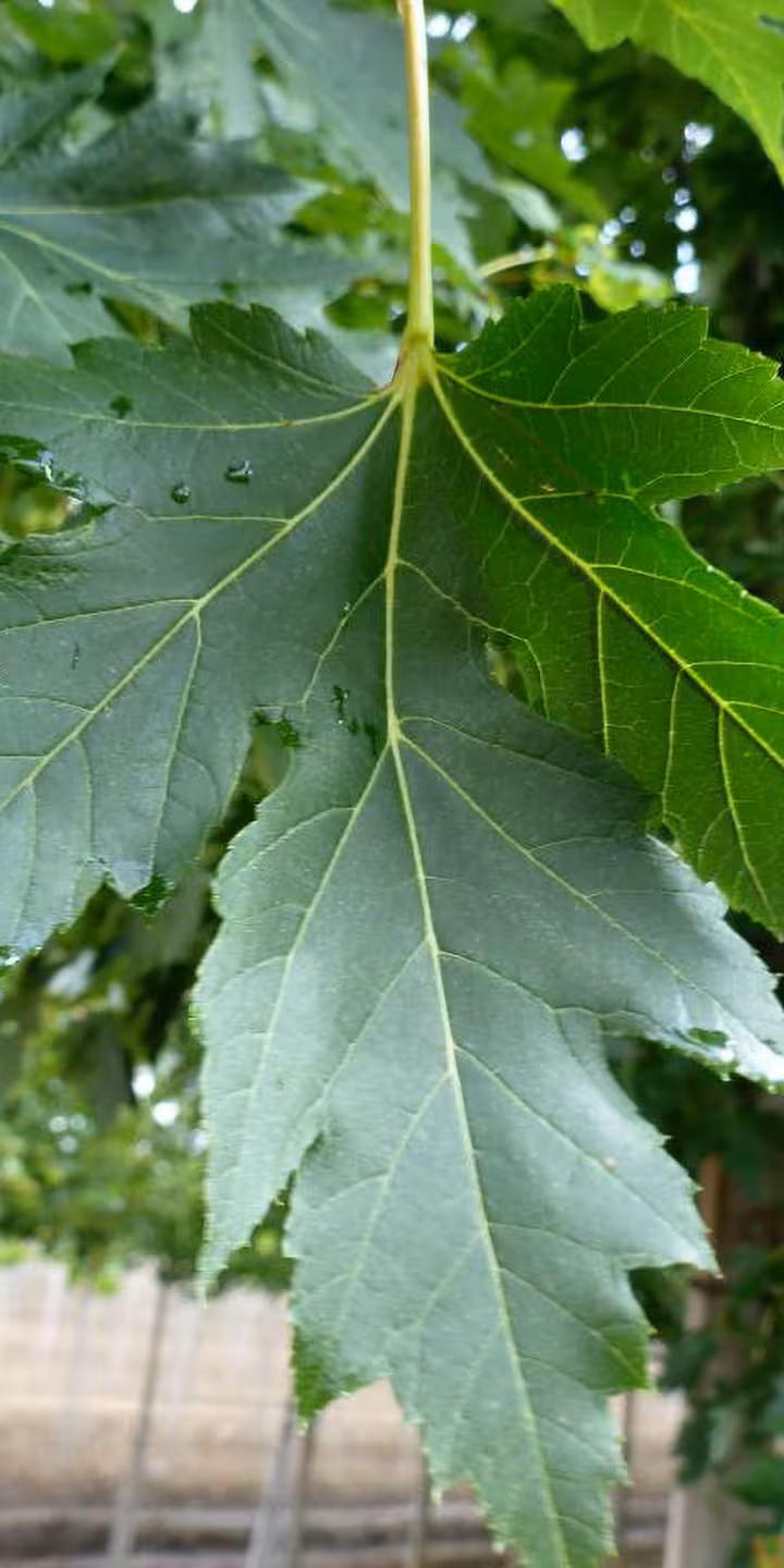 Acer freemanii ‘Celzam’