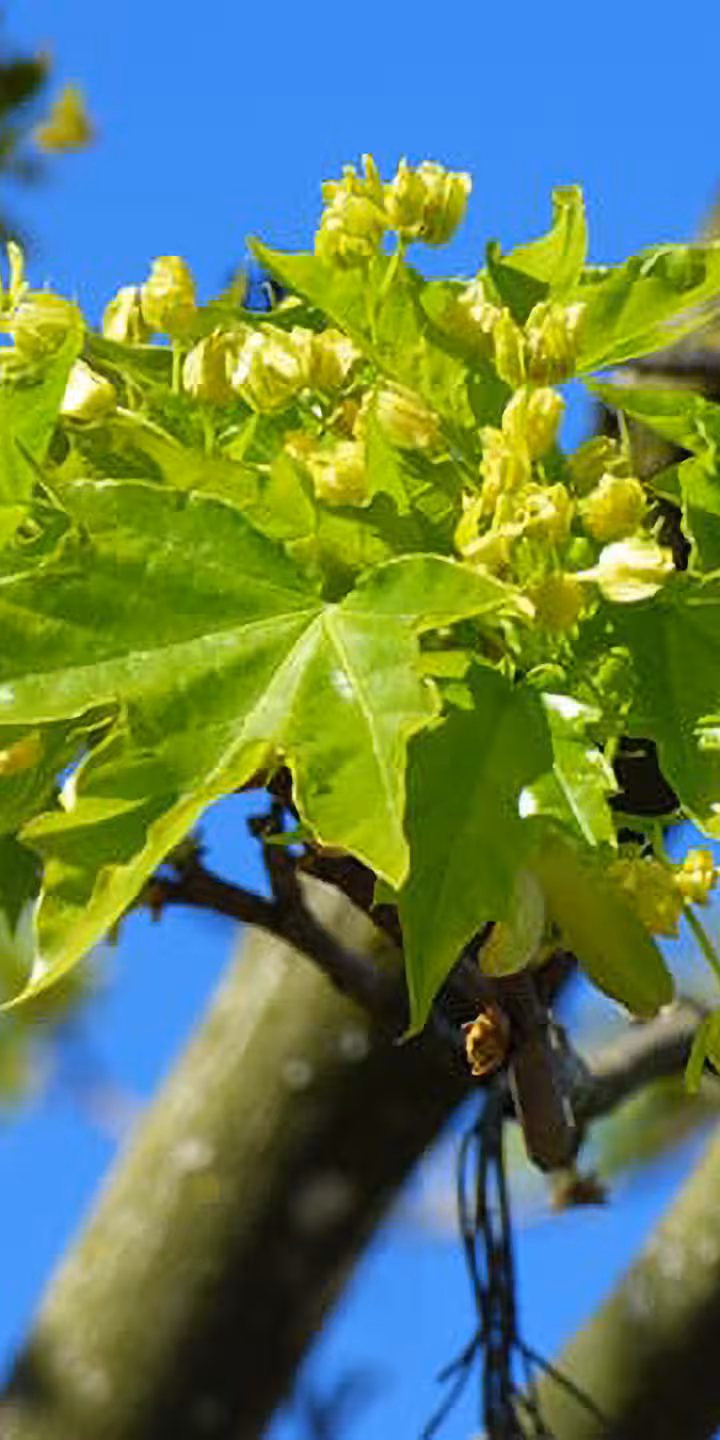 Acer plat. ‘Cleveland’