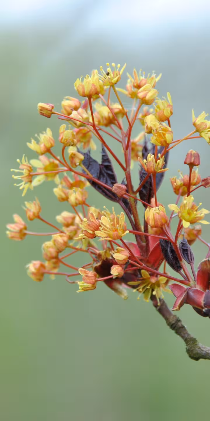 Acer plat. ‘Crimson King’