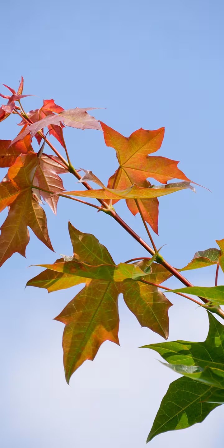 Acer ‘Pacific Sunset’