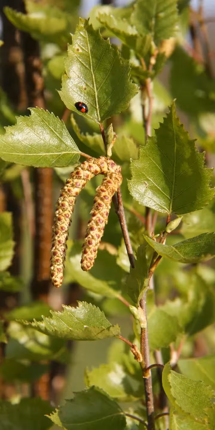 Betula pendula ‘Fastigiata Joes’