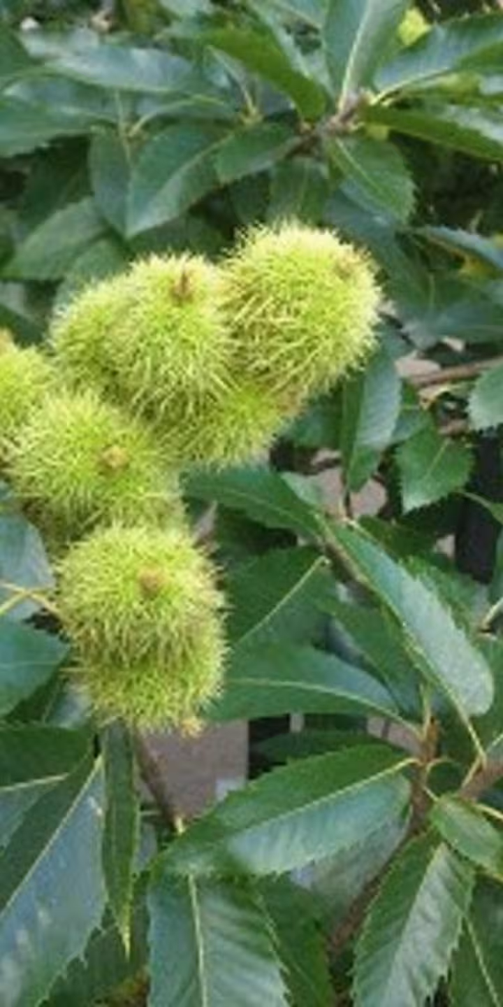 Castanea sat. ‘Lyon’
