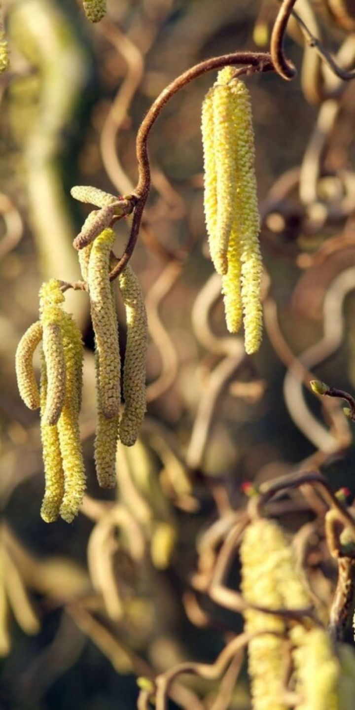 Corylus a. ‘Contorta’