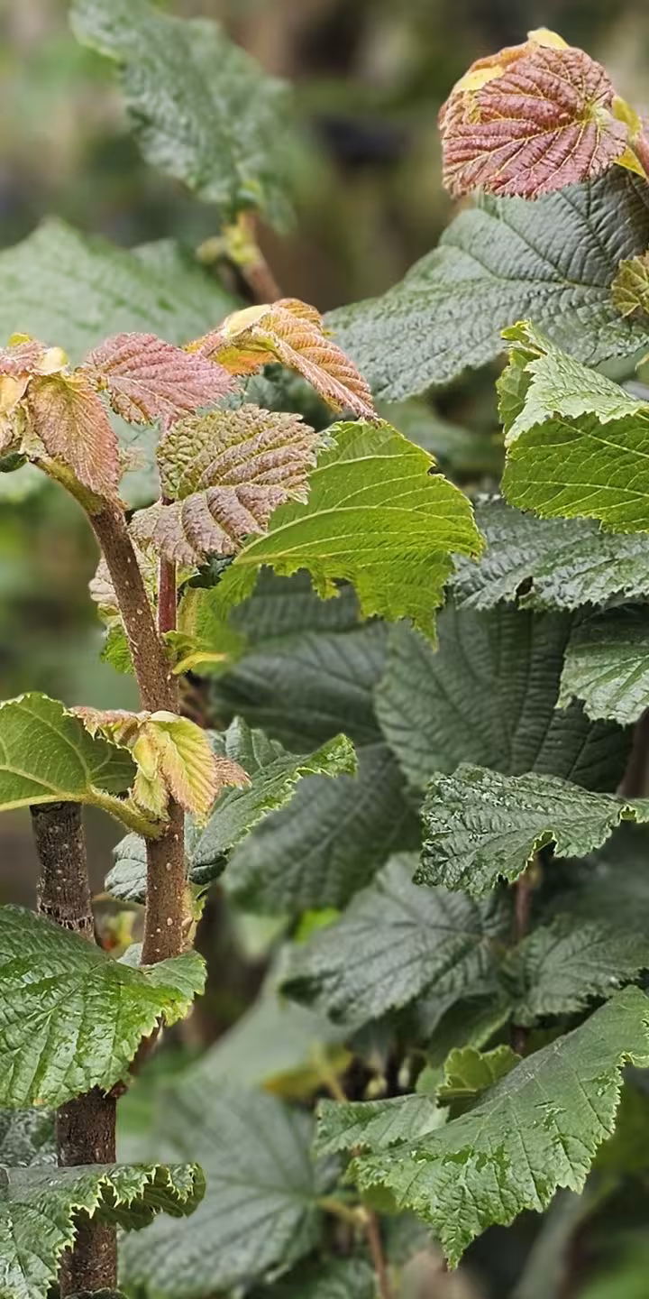 Corylus av. ‘Halle’sche Riesen’