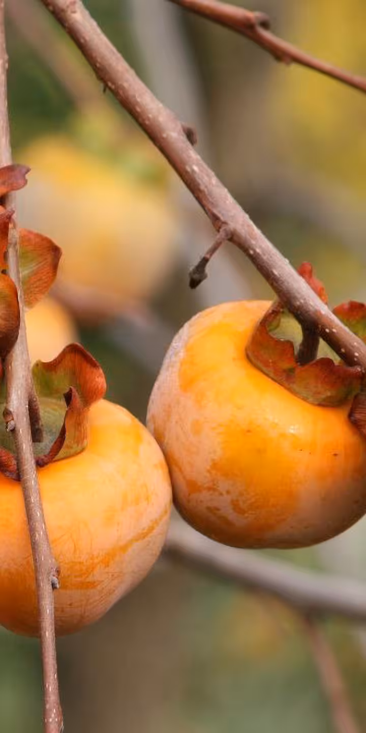 Diospyros kaki ‘Rojo Brillante’