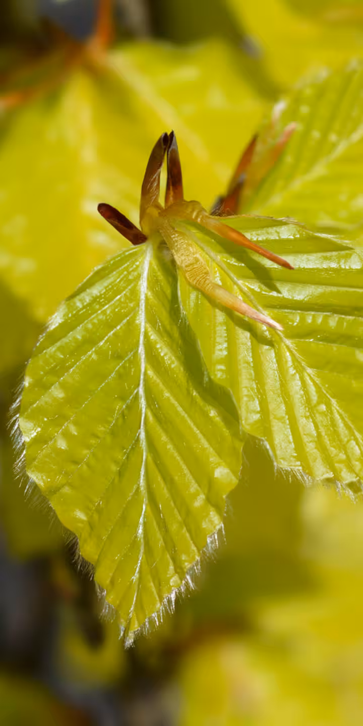 Fagus syl. ‘Dawyck Gold’