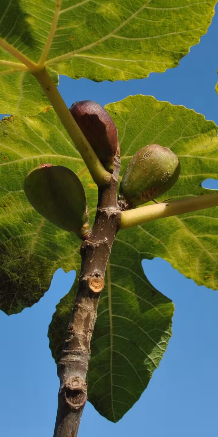 Ficus carica
