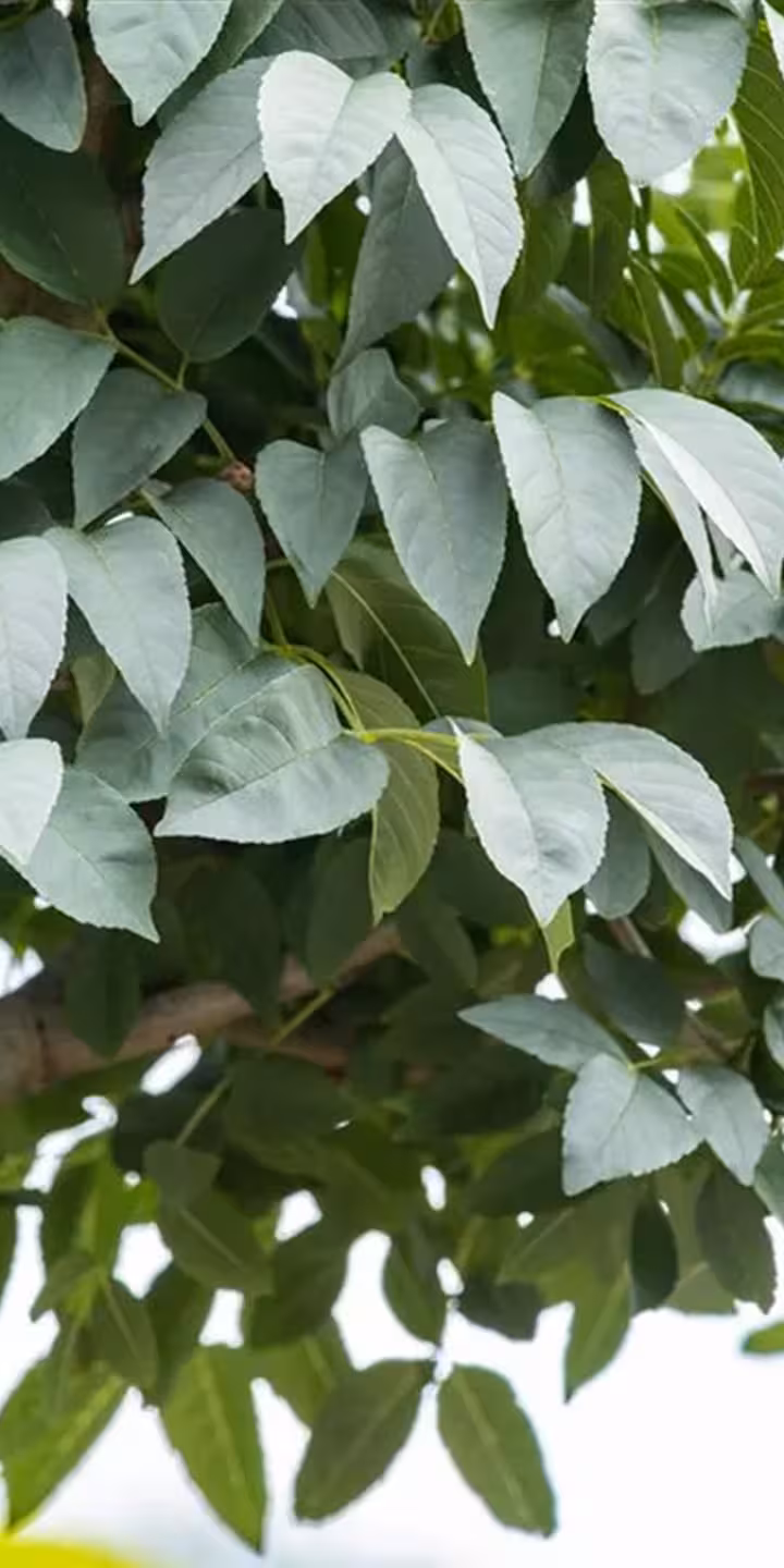 Fraxinus o. ‘Mecsek’