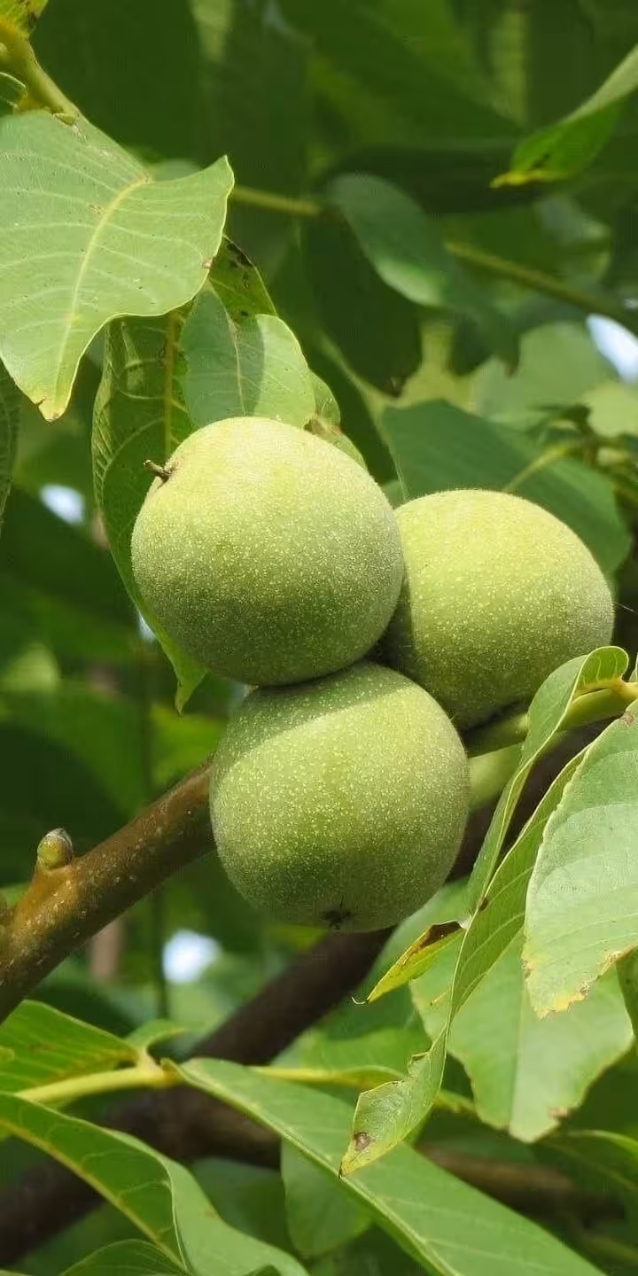 Juglans regia ‘Coenen’