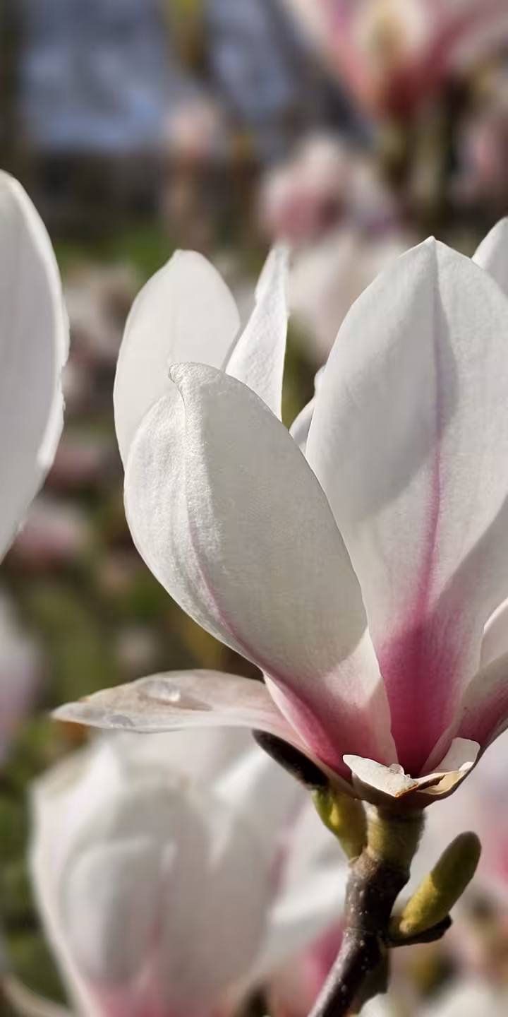 Magnolia soulangeana
