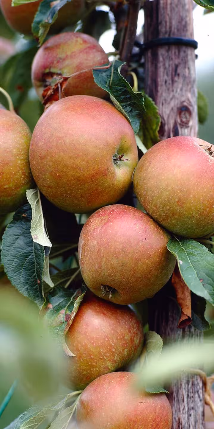Malus d. ‘Cox’s Orange Pippin’
