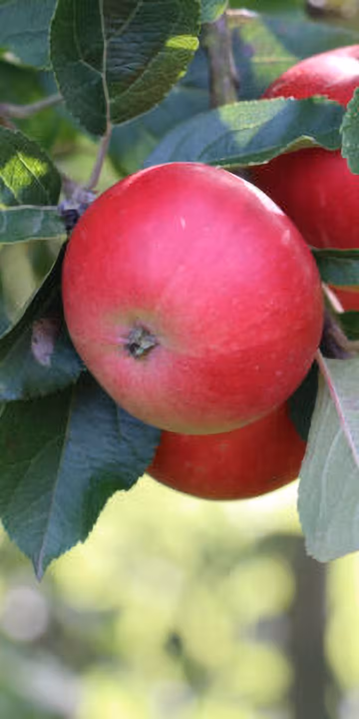 Malus d. ‘Discovery’
