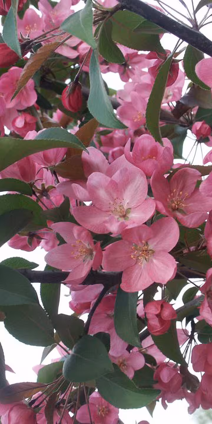 Malus ‘Ola’