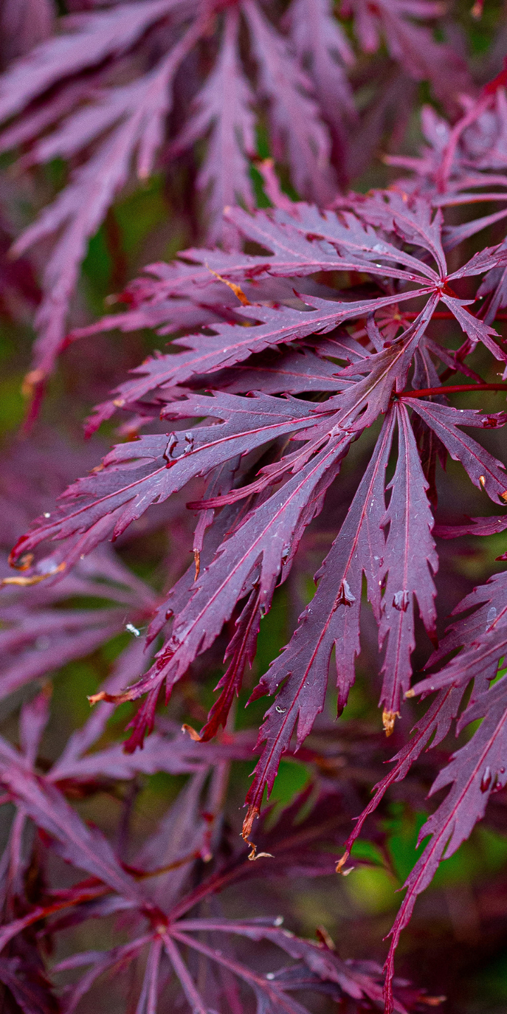 Acer pal. ‘Dissectum Garnet’