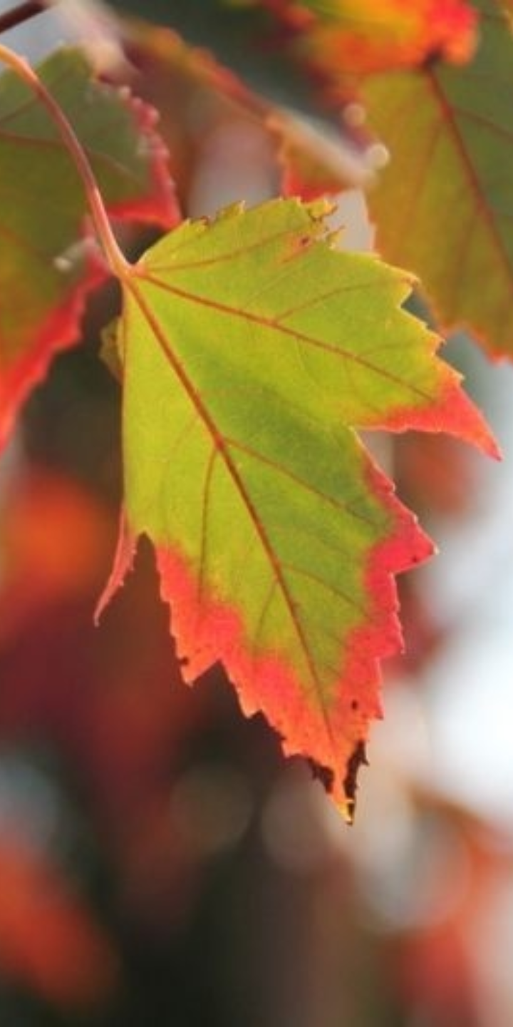 Acer rubrum ‘Red Sunset’