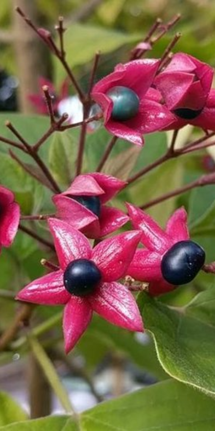 Clerodendron trichitomum